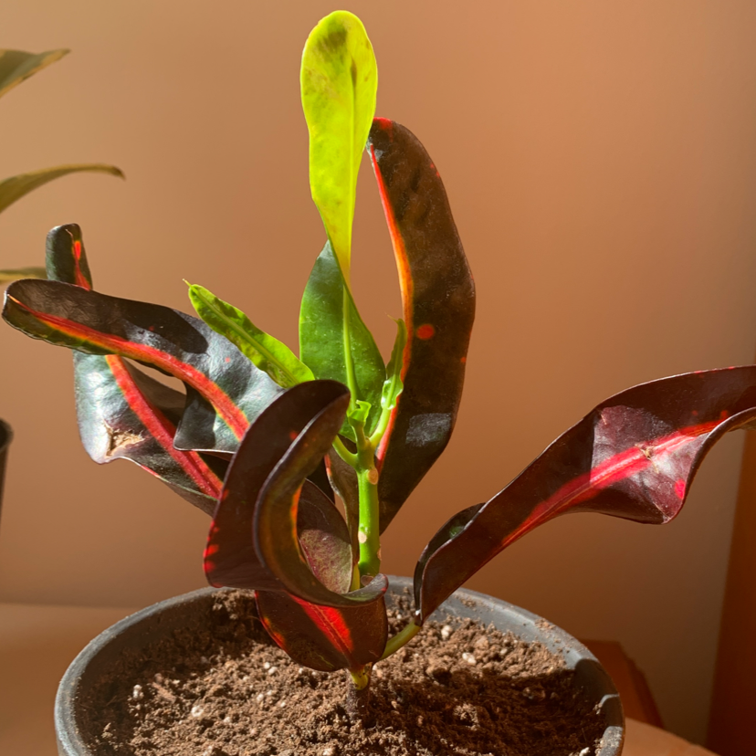 Croton Mammy plant with vibrant, multicolored leaves in a pot with visible soil.
