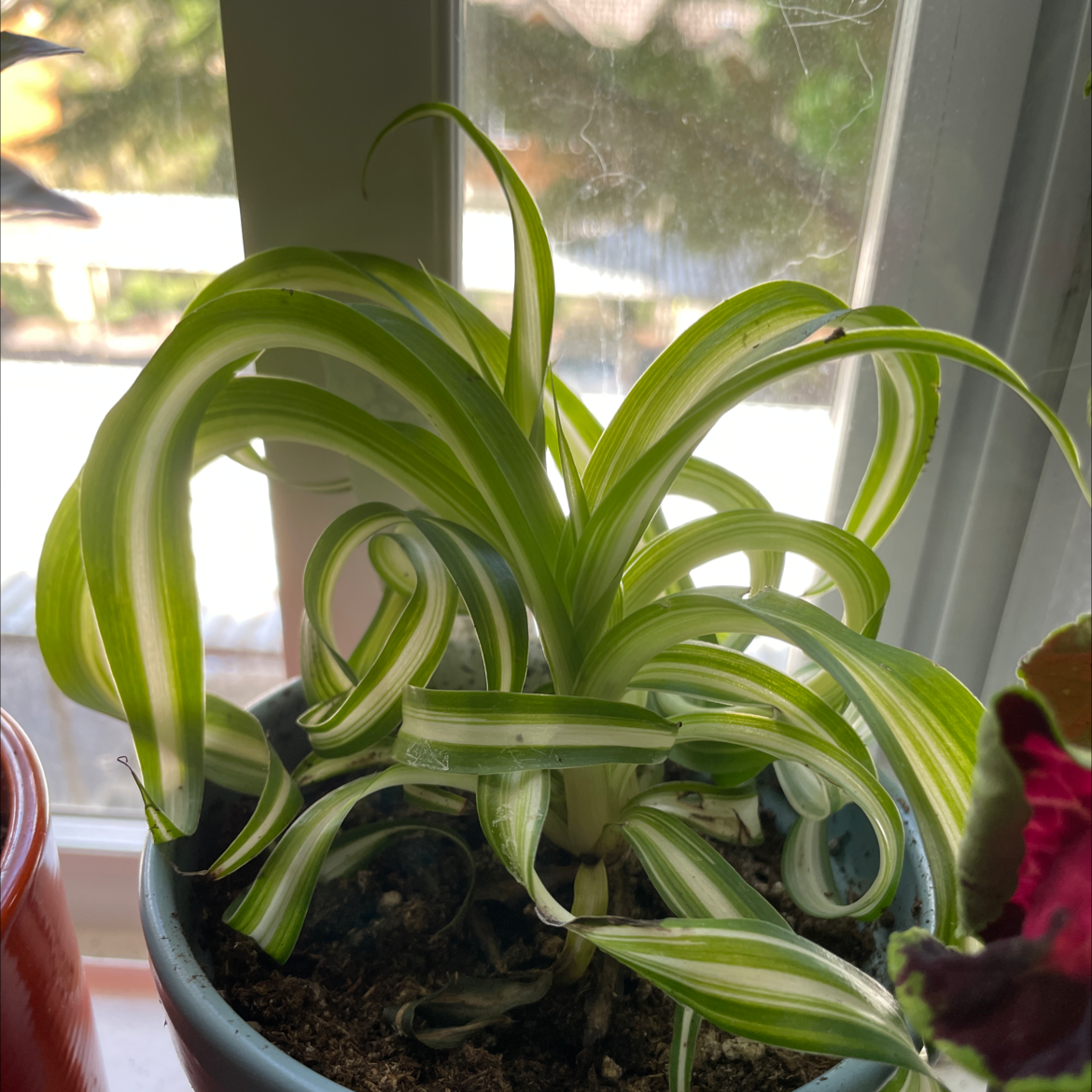 Curly Spider Plant in a pot near a window, showing healthy green and white striped leaves.
