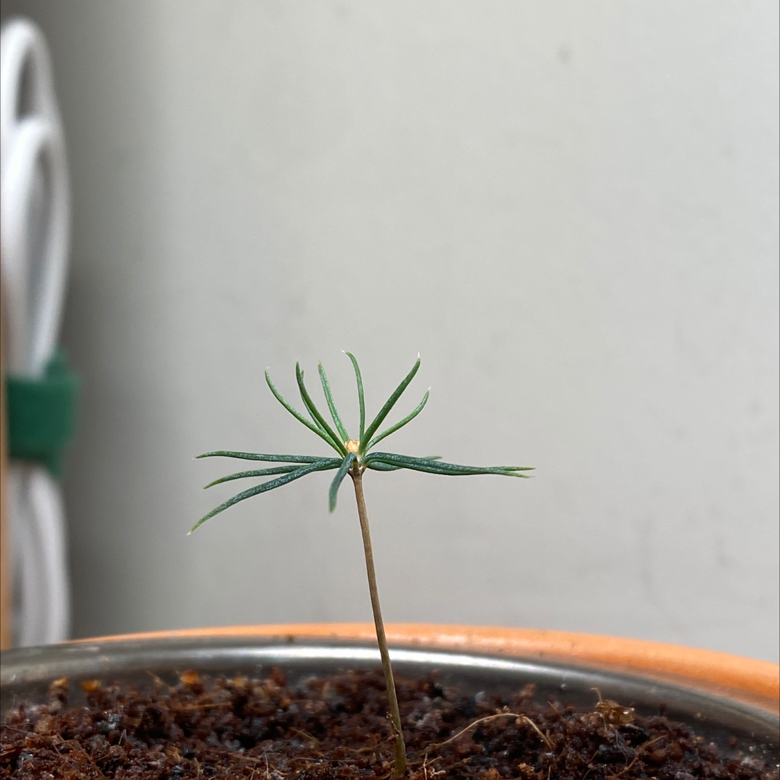 Young Blue Spruce plant in a pot with visible soil.