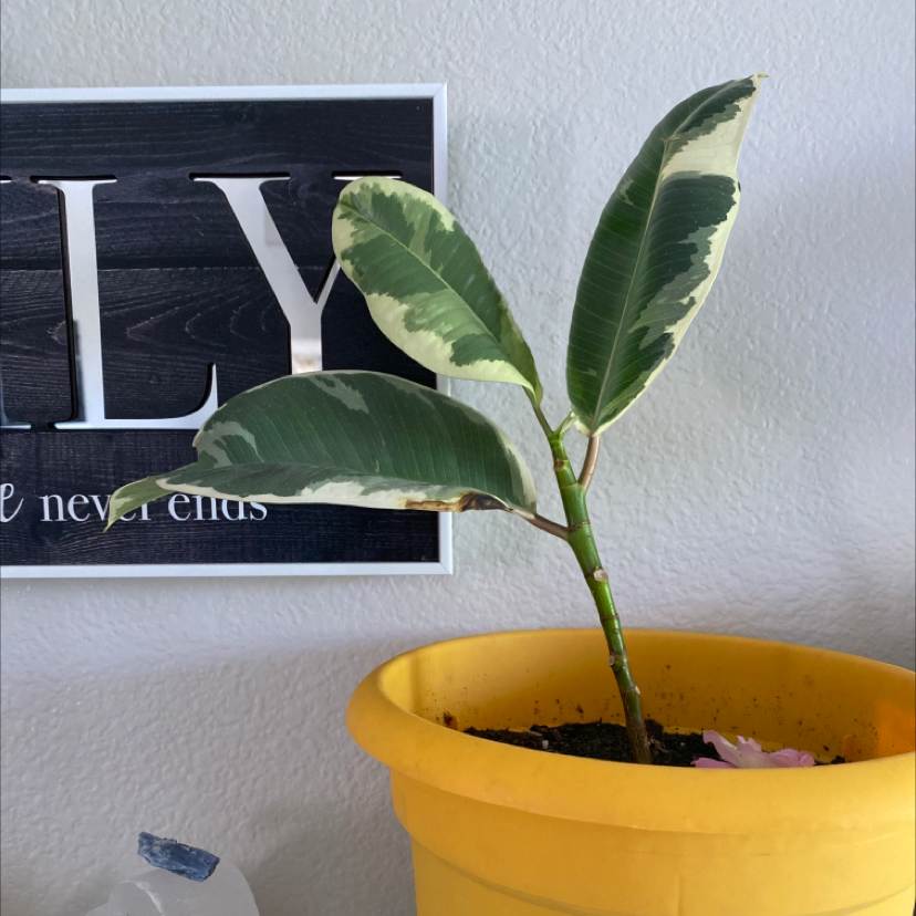 Rubber Plant plant photo by Miranda named Rupert on Greg, the plant care app.