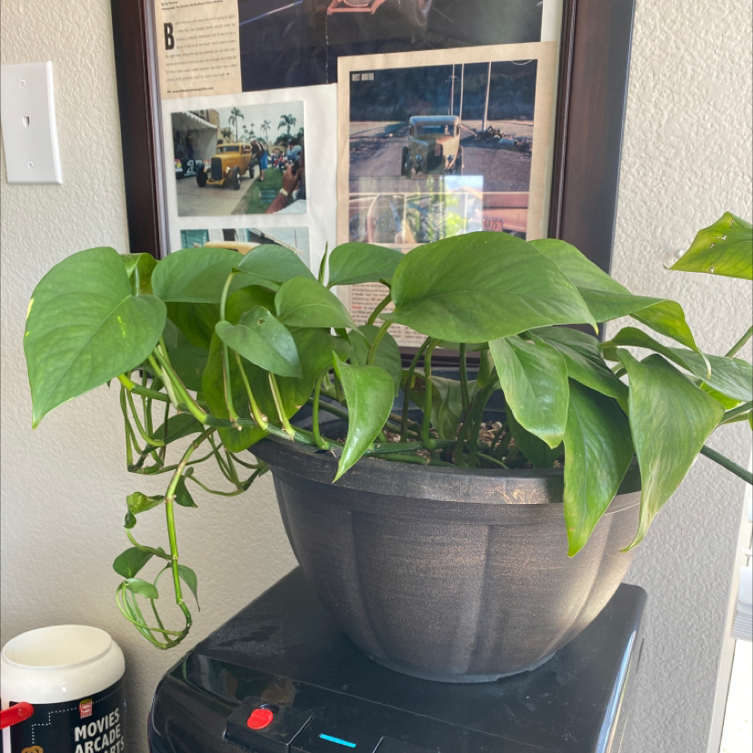 Taro Vine plant photo by Miranda named Goldie on Greg, the plant care app.
