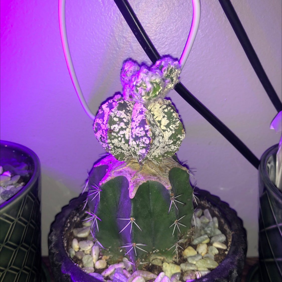 Sand Dollar Cactus with white, powdery substance on its surface, potted with visible soil and pebbles.