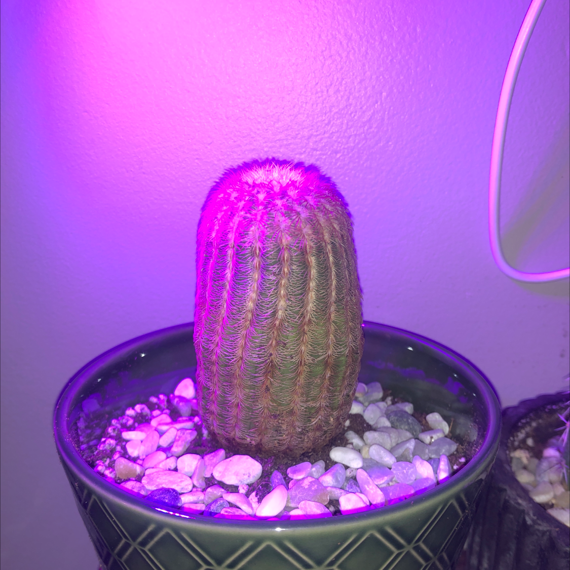 Arizona Rainbow Cactus in a pot with white pebbles, under purple lighting.