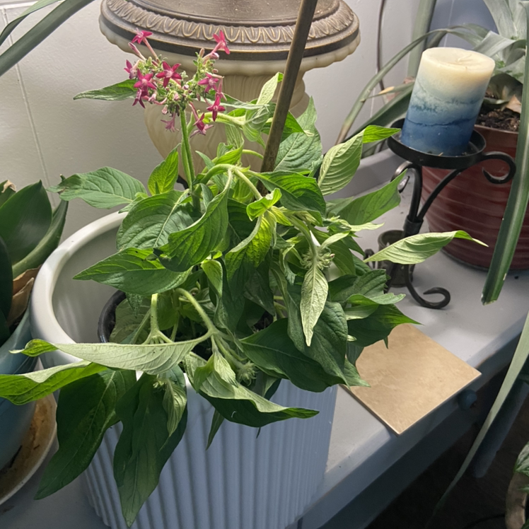 Potted Egyptian Starcluster plant with green leaves and pink flowers, placed indoors.