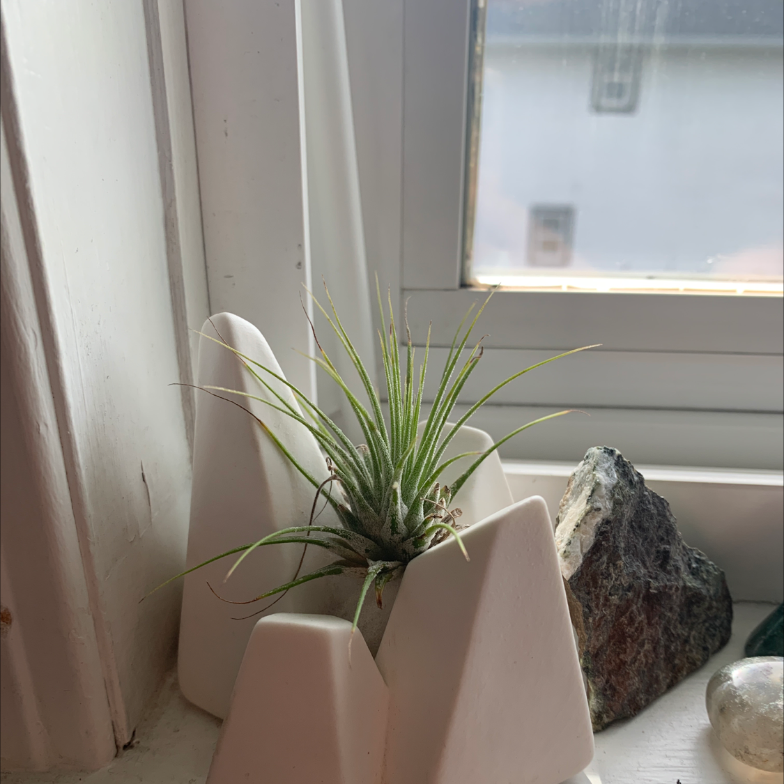 Photo of the plant species Spreading Airplant by @sophiaadejesus named bart on Greg, the plant care app
