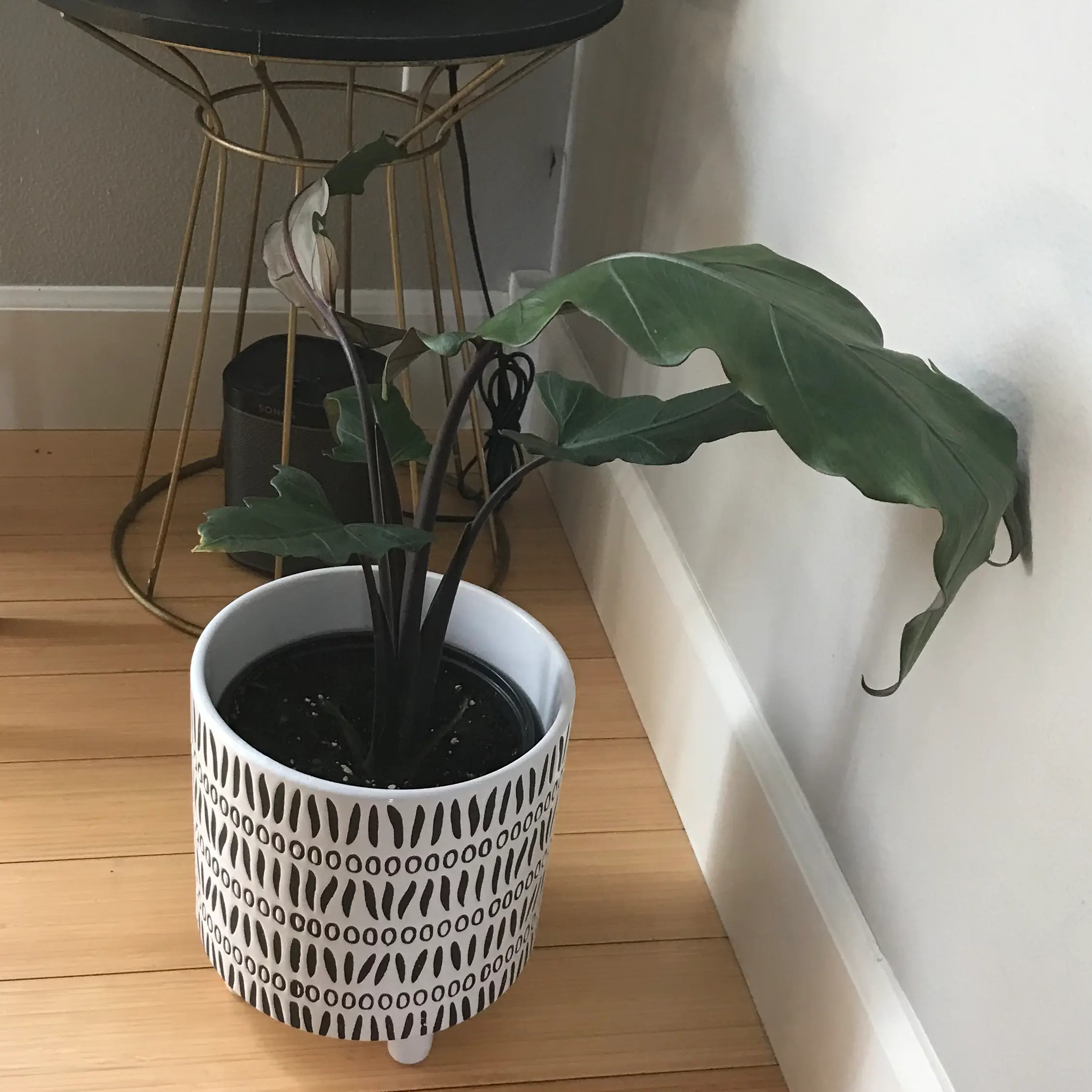 Potted Zebra Elephant Ear plant with elongated, wavy leaves placed indoors.