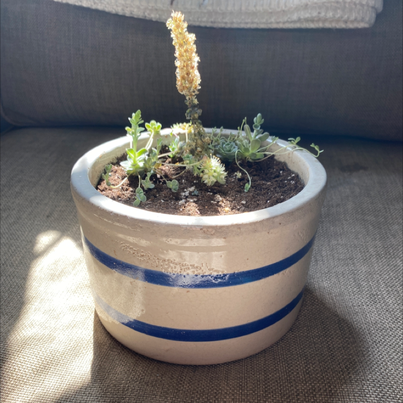 Potted Dunce Cap plant with a tall, dried stem and small green offshoots in a ceramic pot with blue stripes.