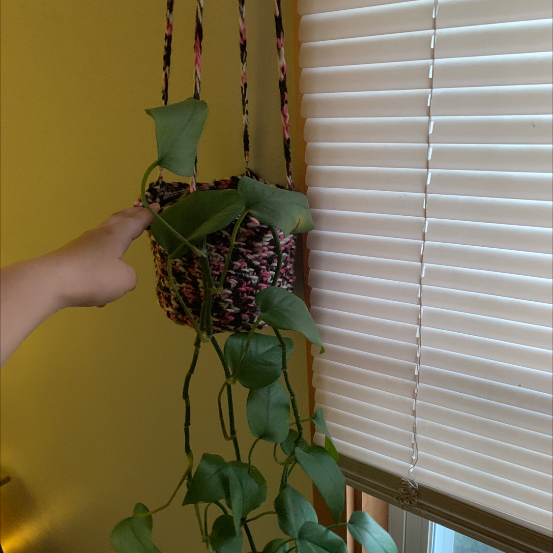 Taro Vine plant photo by @sarbear named Luna on Greg, the plant care app.
