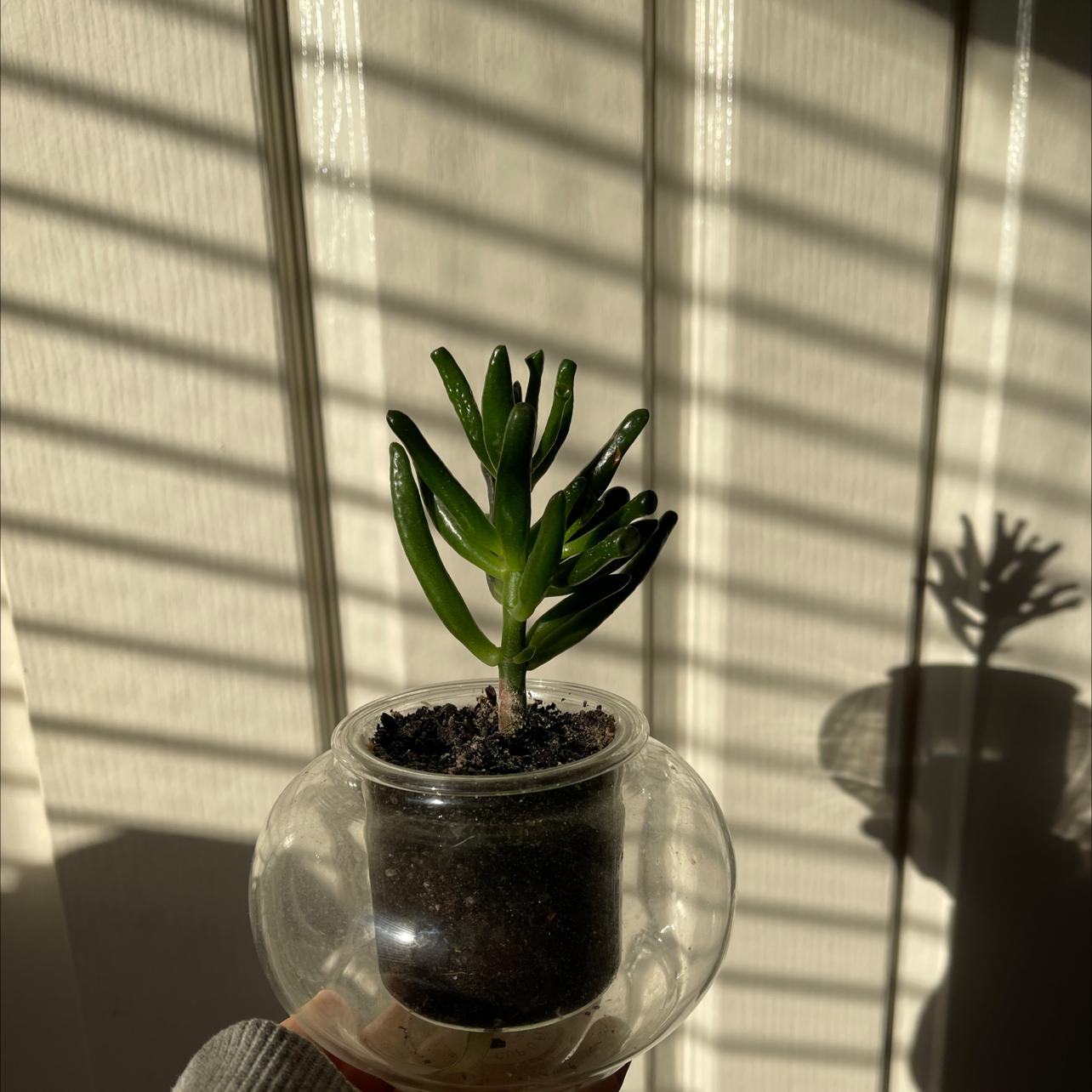 Lucky Plant plant photo by Jimmy named pax on Greg, the plant care app.