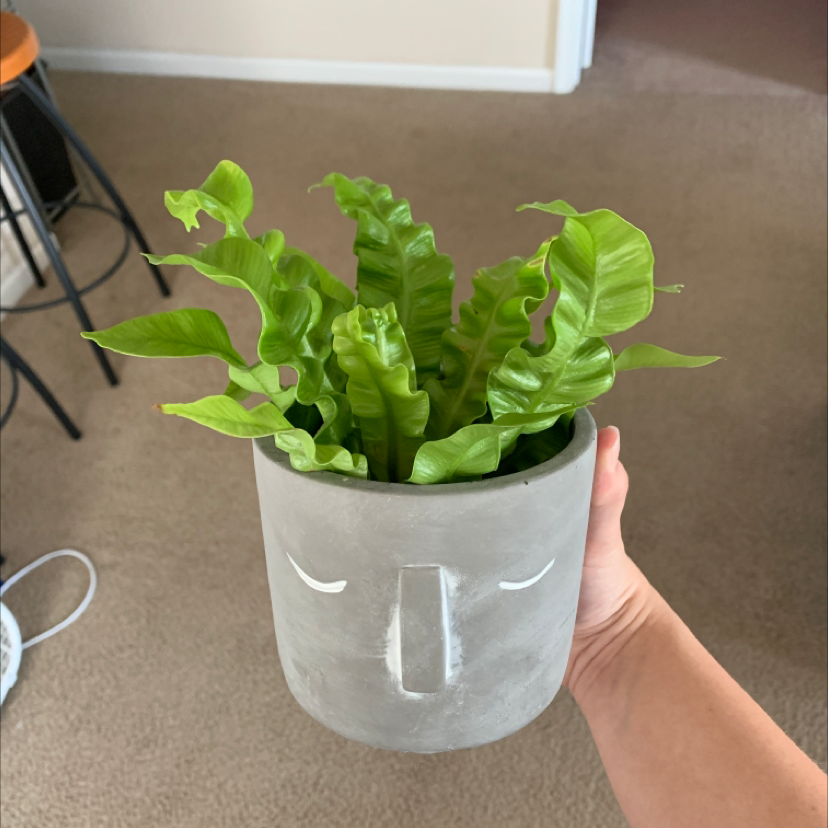 Hart's Tongue Fern in a decorative pot held by a hand, with vibrant green leaves.