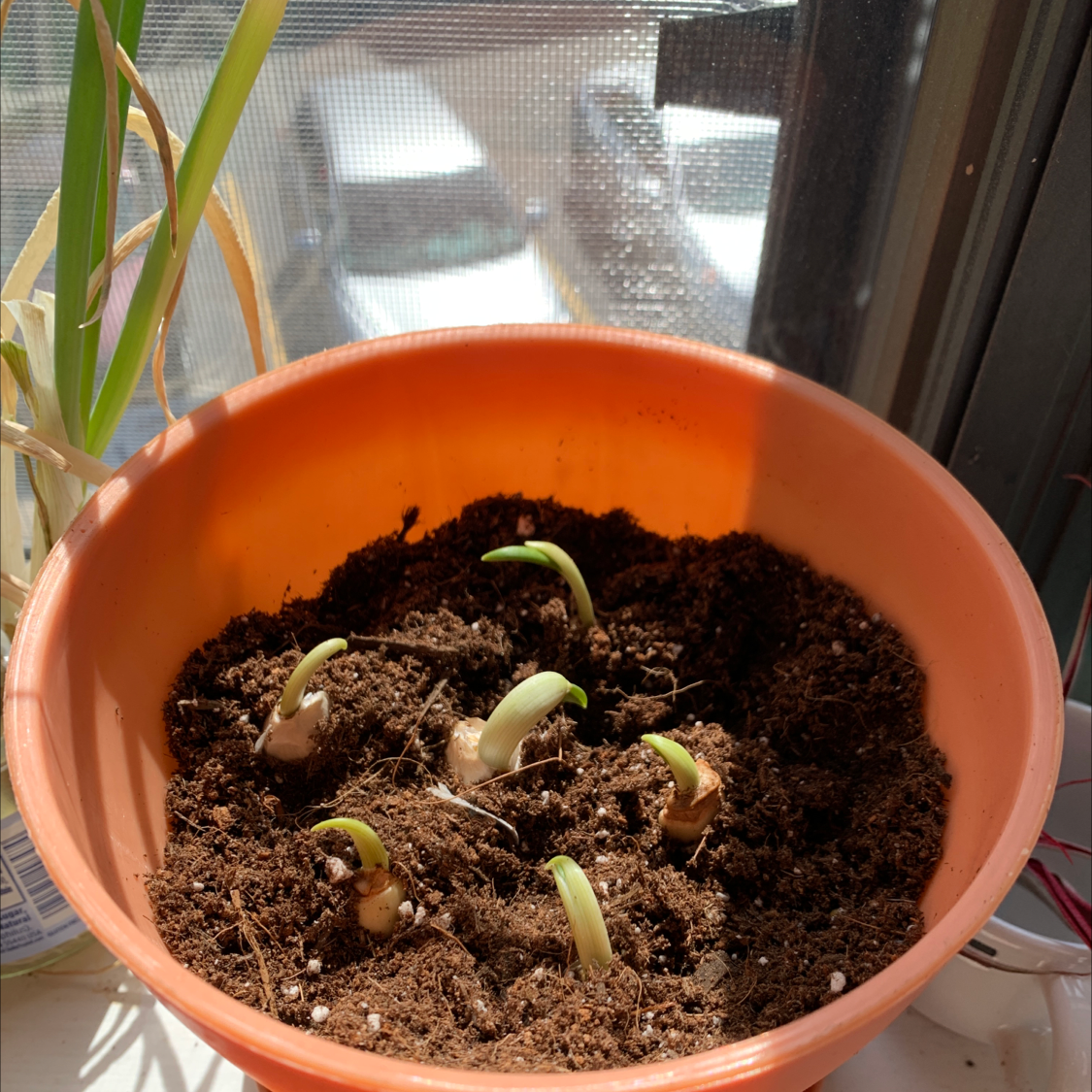 Potted garlic plant with green shoots emerging from the soil.