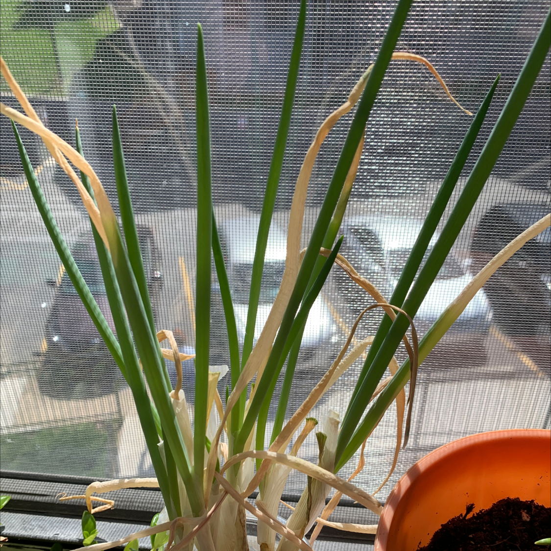 Why Are My Long Green Onion Leaves Curling?