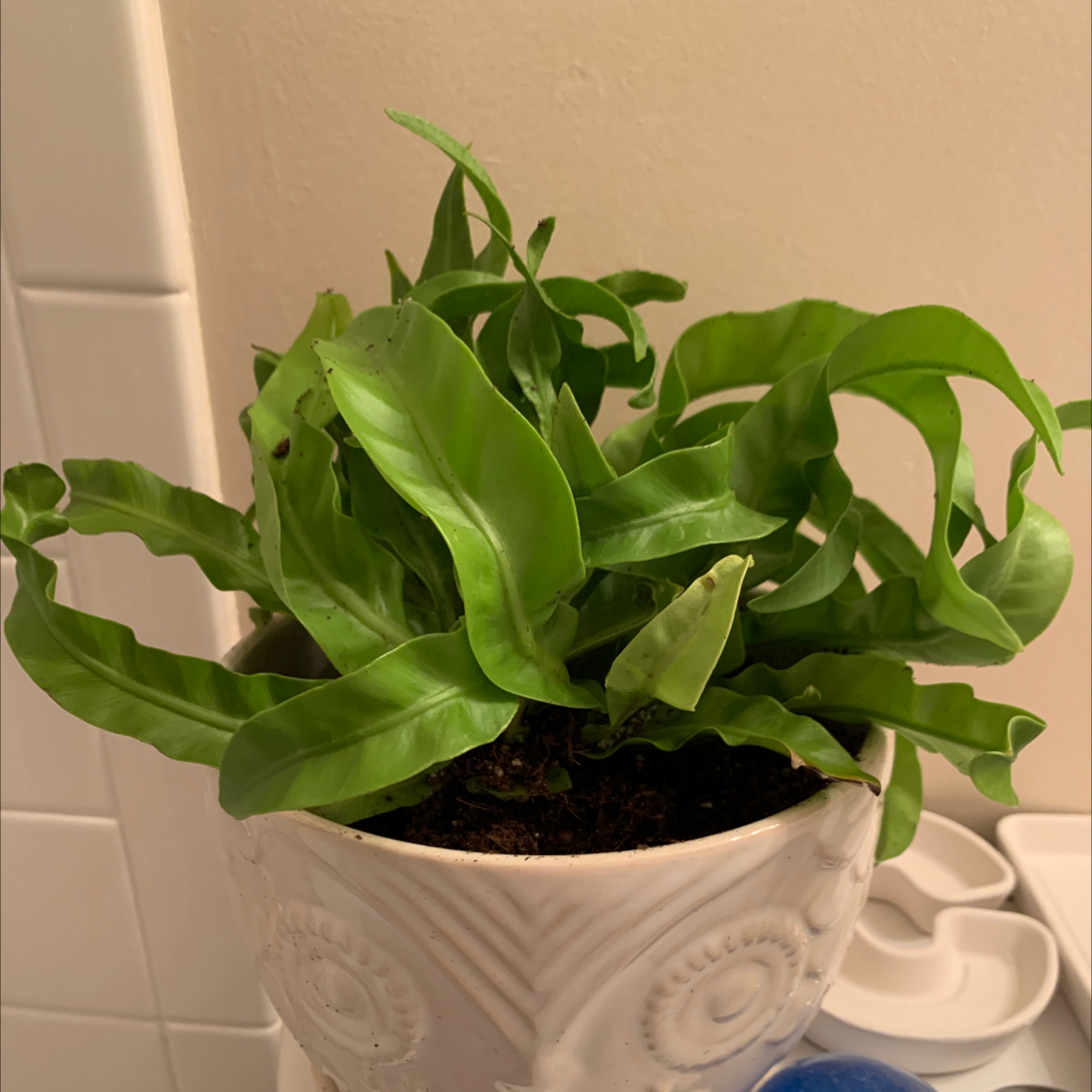 Hurricane Fern in a white pot with vibrant green leaves.