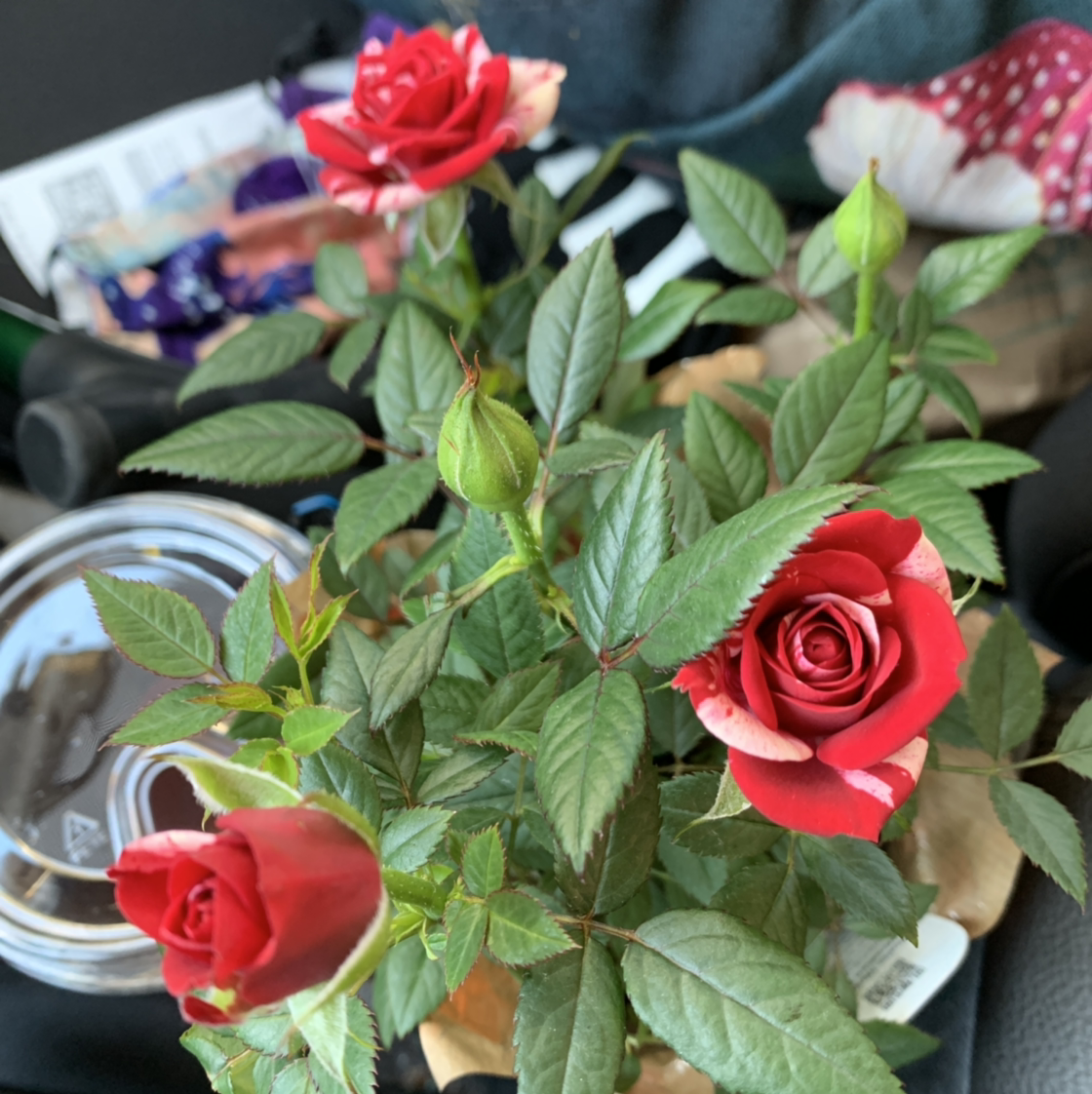 Alpine Rose plant with vibrant red flowers and healthy green leaves.