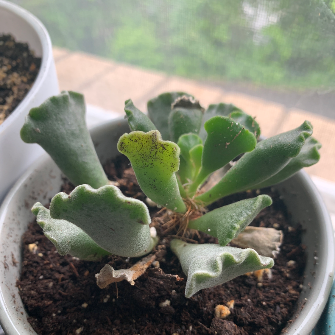 Photo of the plant species Pillow Feet Crinkle Leaf Plant by @starbornbard named Randy on Greg, the plant care app