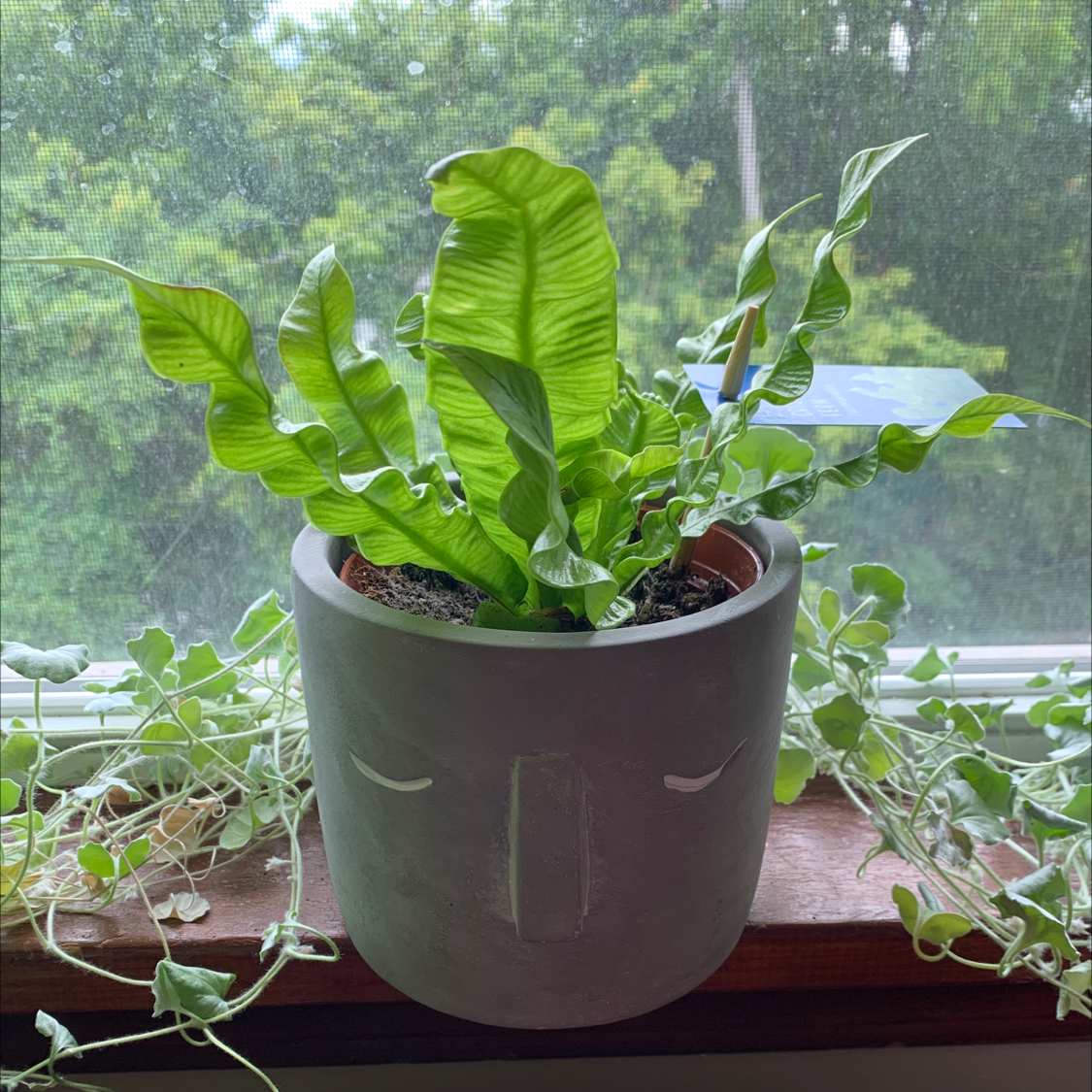 Hart's Tongue Fern in a decorative pot on a windowsill, surrounded by other plants.
