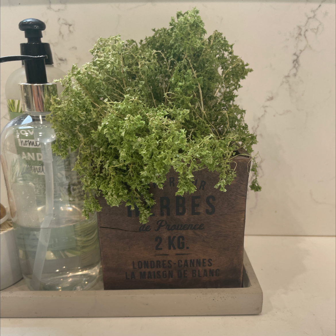Rockweed plant in a wooden container labeled 'HERBES', placed indoors next to a soap dispenser.