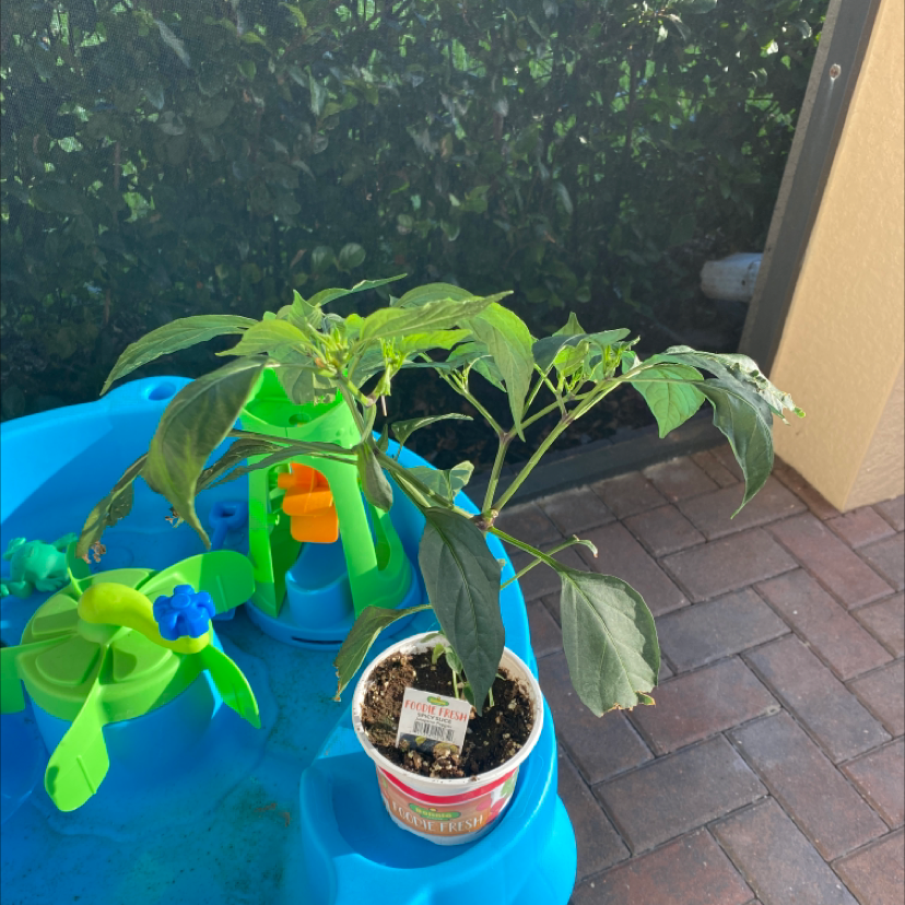 Photo of the plant species Jalapeño Pepper by @Jlm10201982 named Spicy Slice on Greg, the plant care app