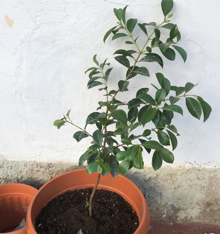 Potted American Blueberry plant with green leaves against a white wall.