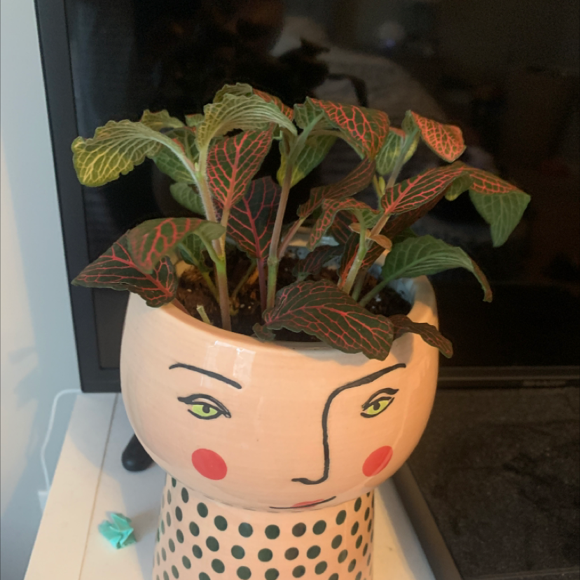 Nerve Plant plant photo by Haley named gloria on Greg, the plant care app.