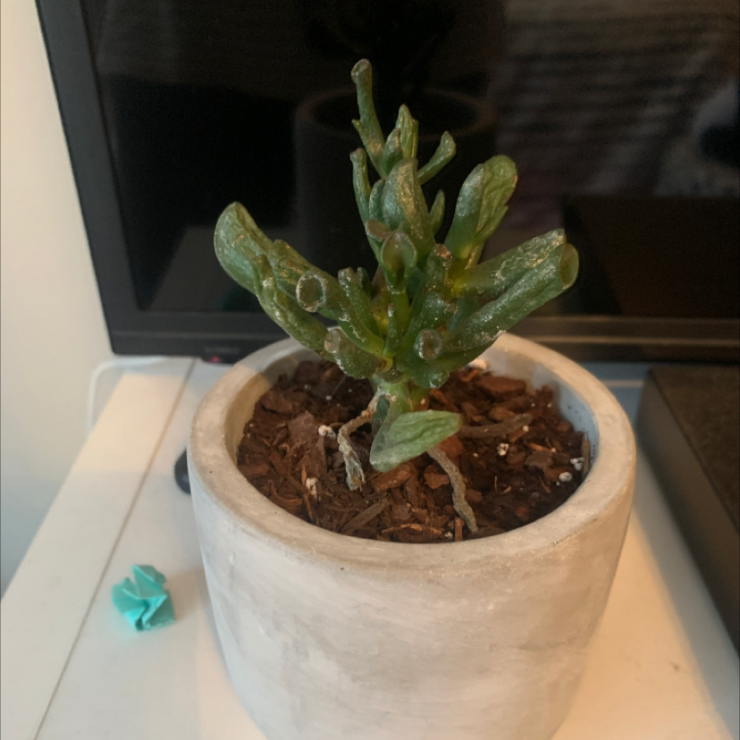 Trumpet Jade plant photo by Haley named steve on Greg, the plant care app.