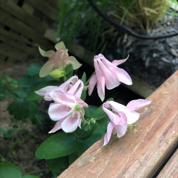 Common Columbine plant with pink flowers, partially visible soil.
