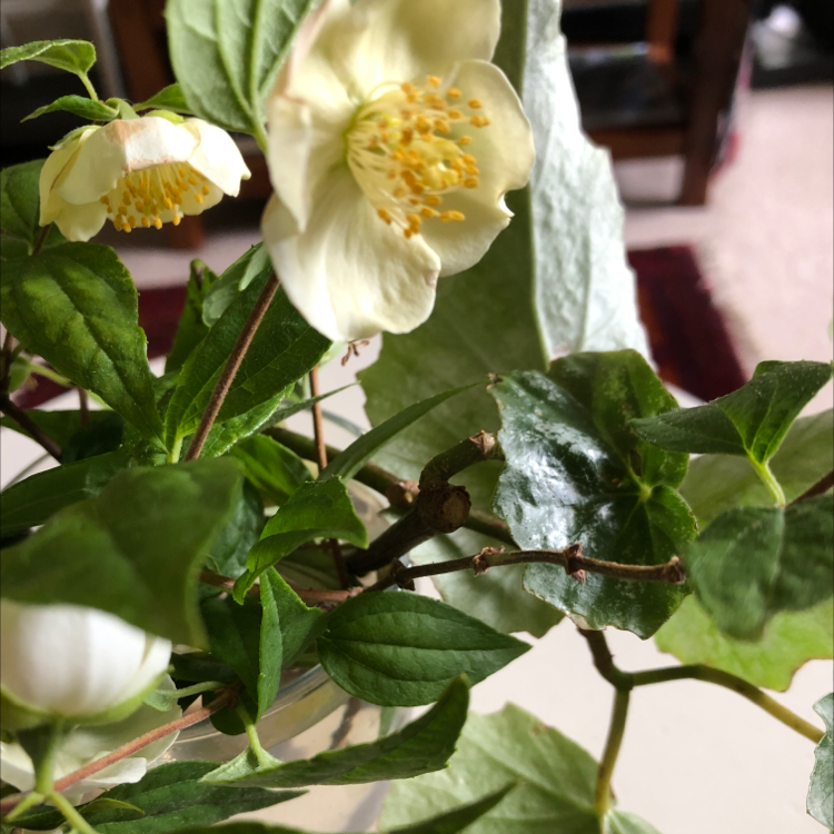 Photo of the plant species scentless mock orange by Suku named Your plant on Greg, the plant care app