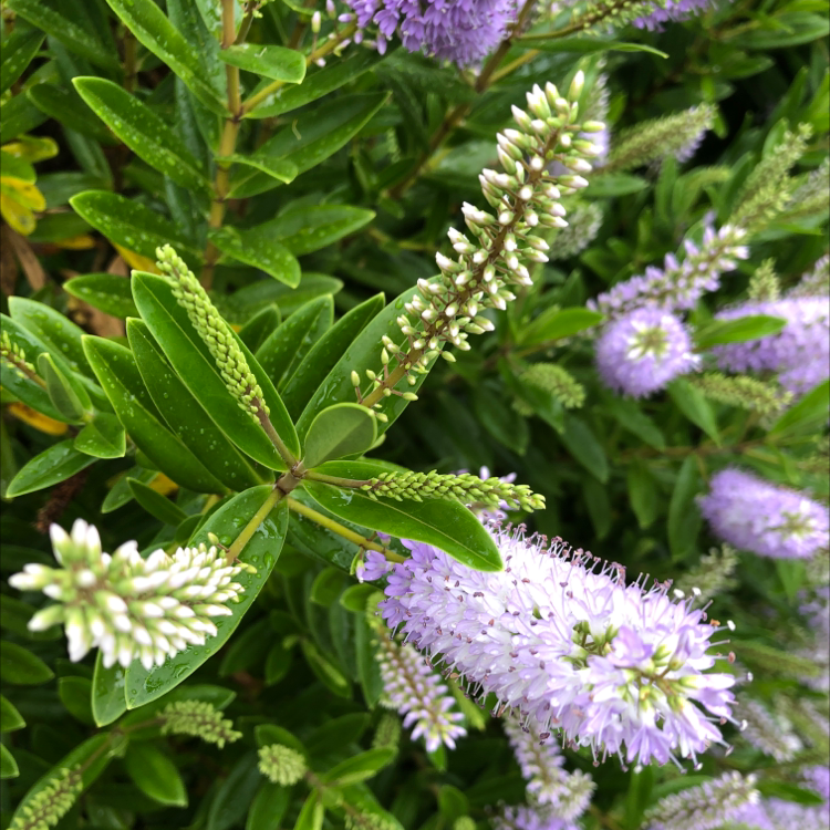 New Zealand Hebe Is Not Toxic To Cats