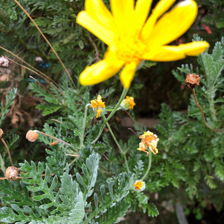 Photo of the plant species Golden daisy bush by Suku named Your plant on Greg, the plant care app