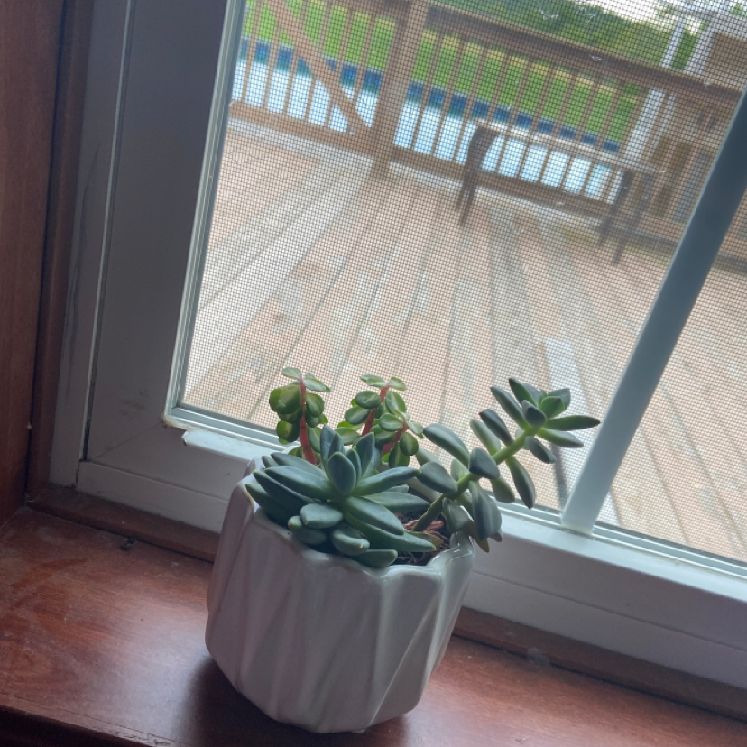 Potted Echeveria 'Morning Beauty' succulent on a windowsill with a deck in the background.