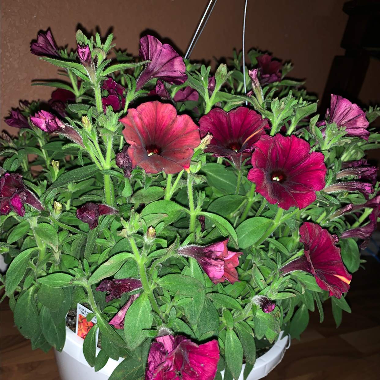 Photo of the plant species Crazytunia Tiki Torch by Jasmine named Petunia on Greg, the plant care app