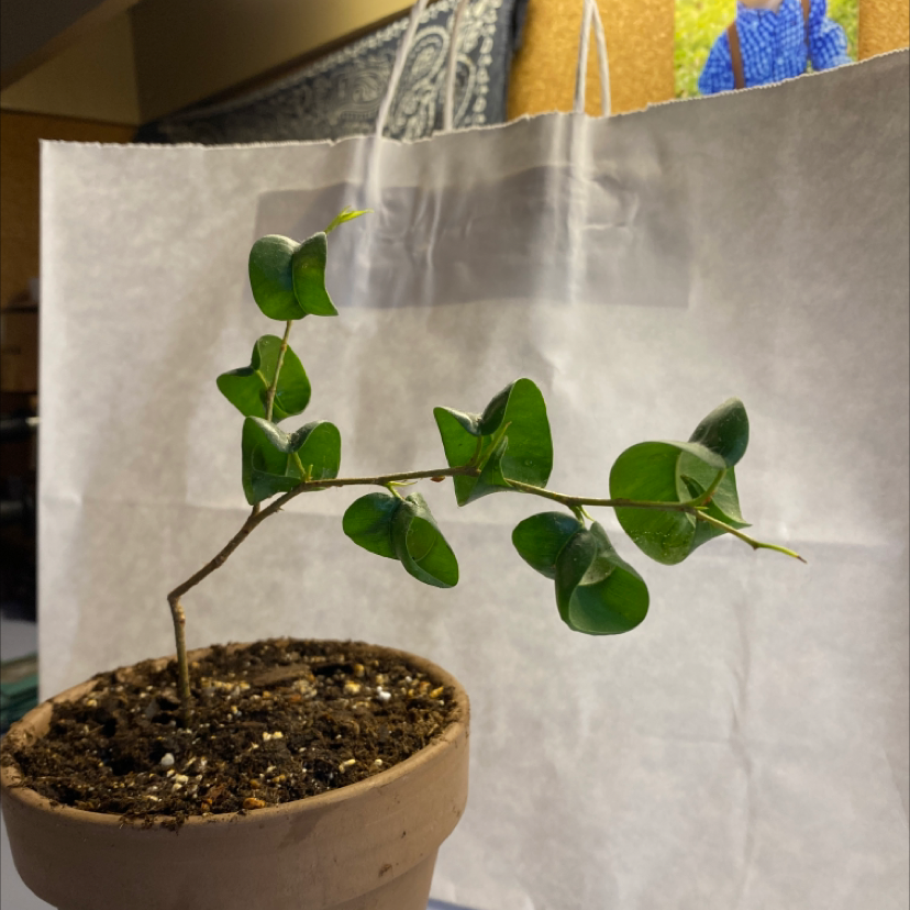 Photo of the plant species Natal Plum by @jessicaruth named Creepy Jenny on Greg, the plant care app