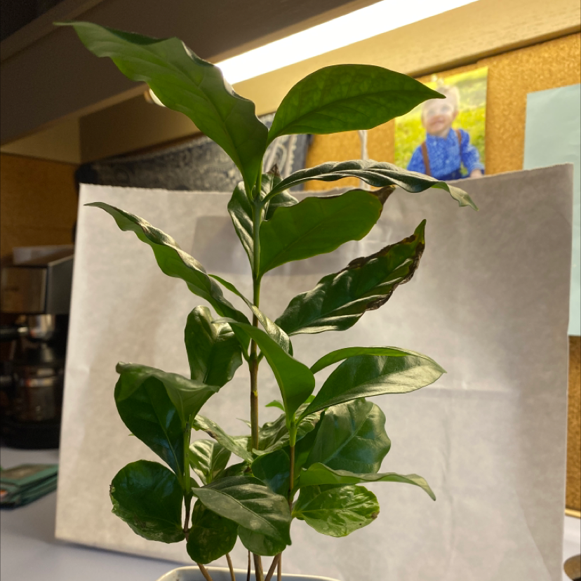 Healthy Arabian coffee plant with glossy green leaves. A hand points out the foliage.