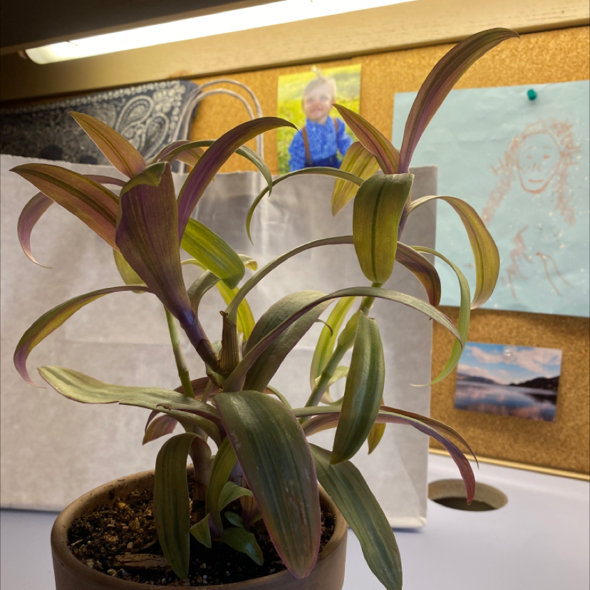 Healthy Moses-in-the-Cradle plant with vibrant green and purple leaves in a brown ceramic pot, against a colorful patterned background.