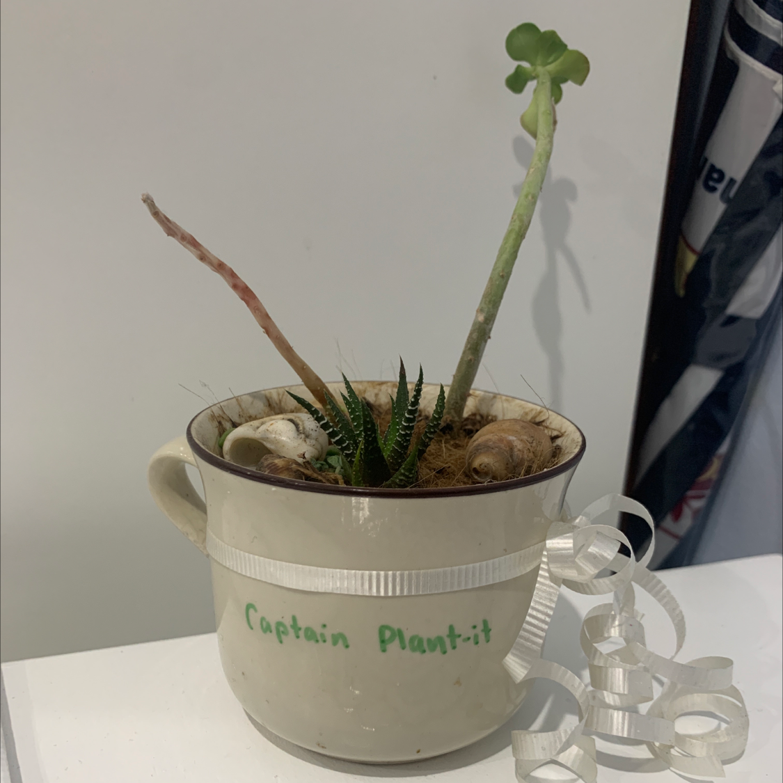 Zebra Plant plant photo by Lovanya named Captain Plant-it on Greg, the plant care app.
