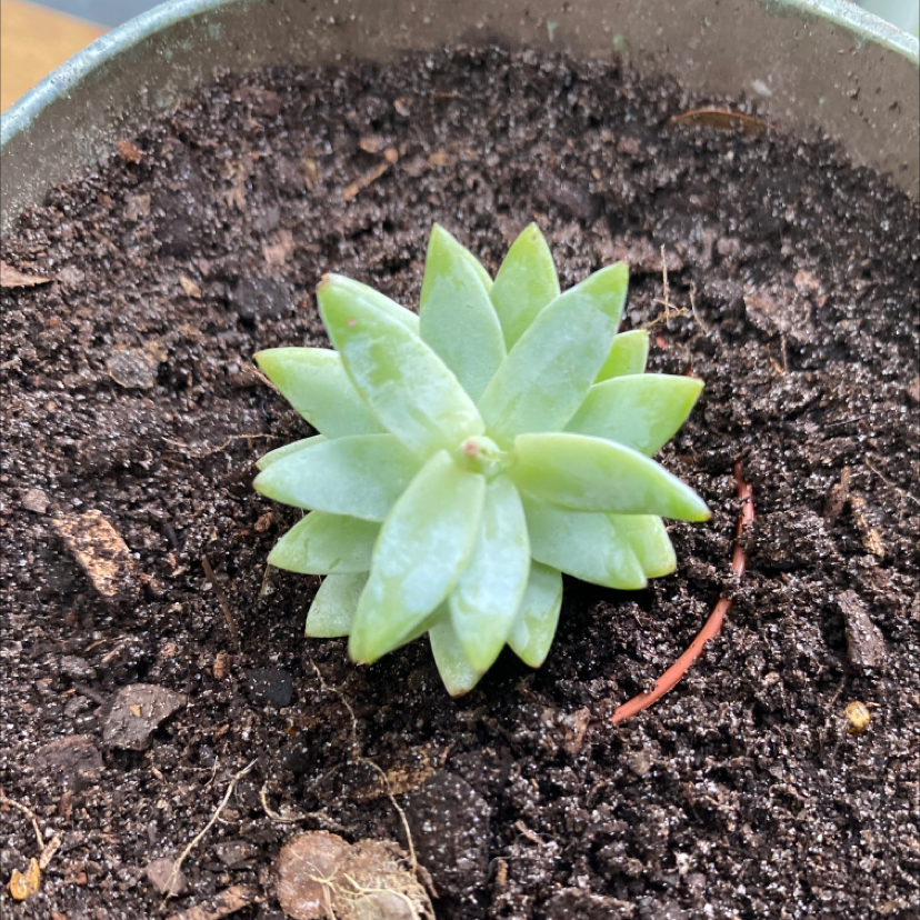 Graptosedum 'Blue Giant' succulent in a pot with visible soil.