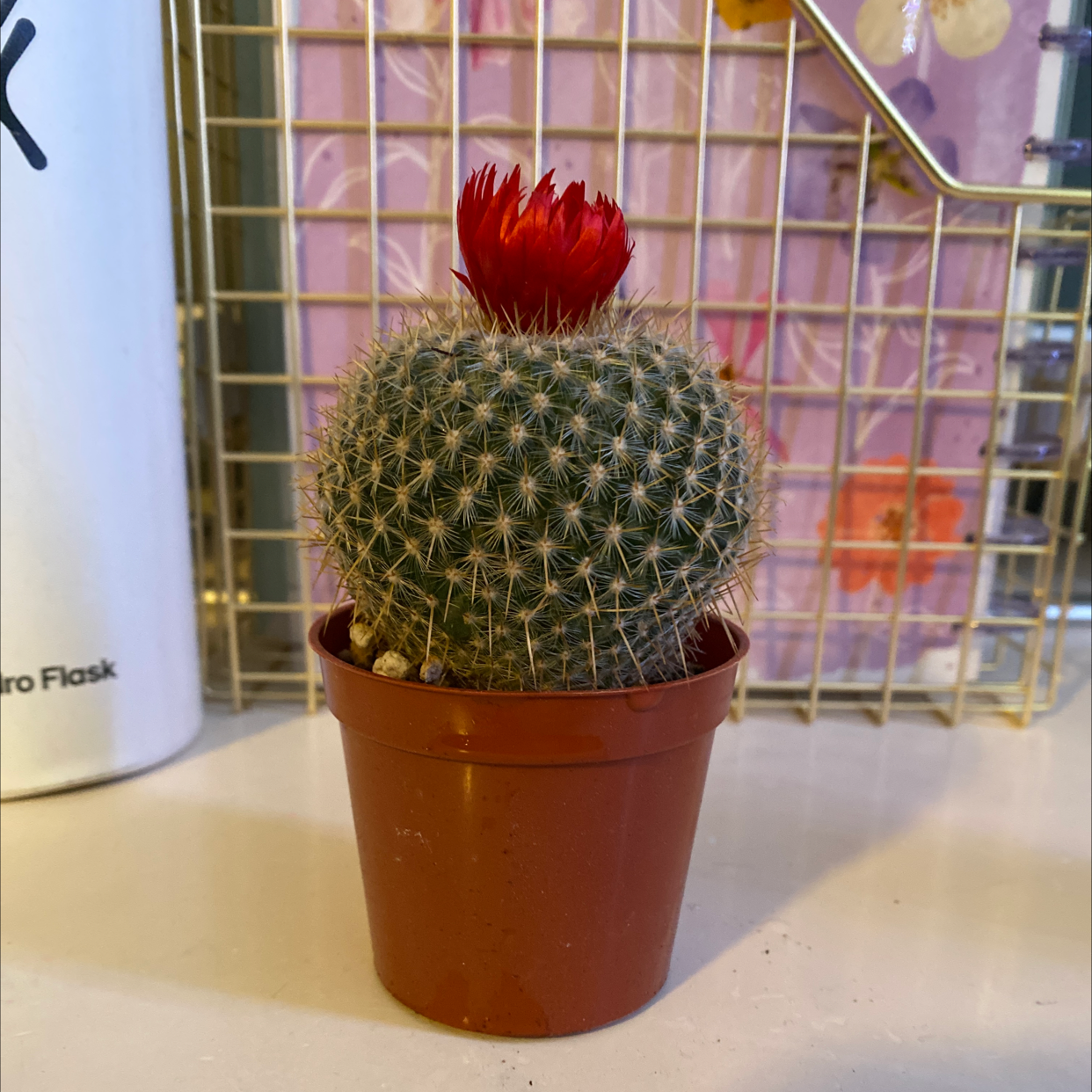 Arizona Rainbow Cactus in a brown pot with a red flower on top.