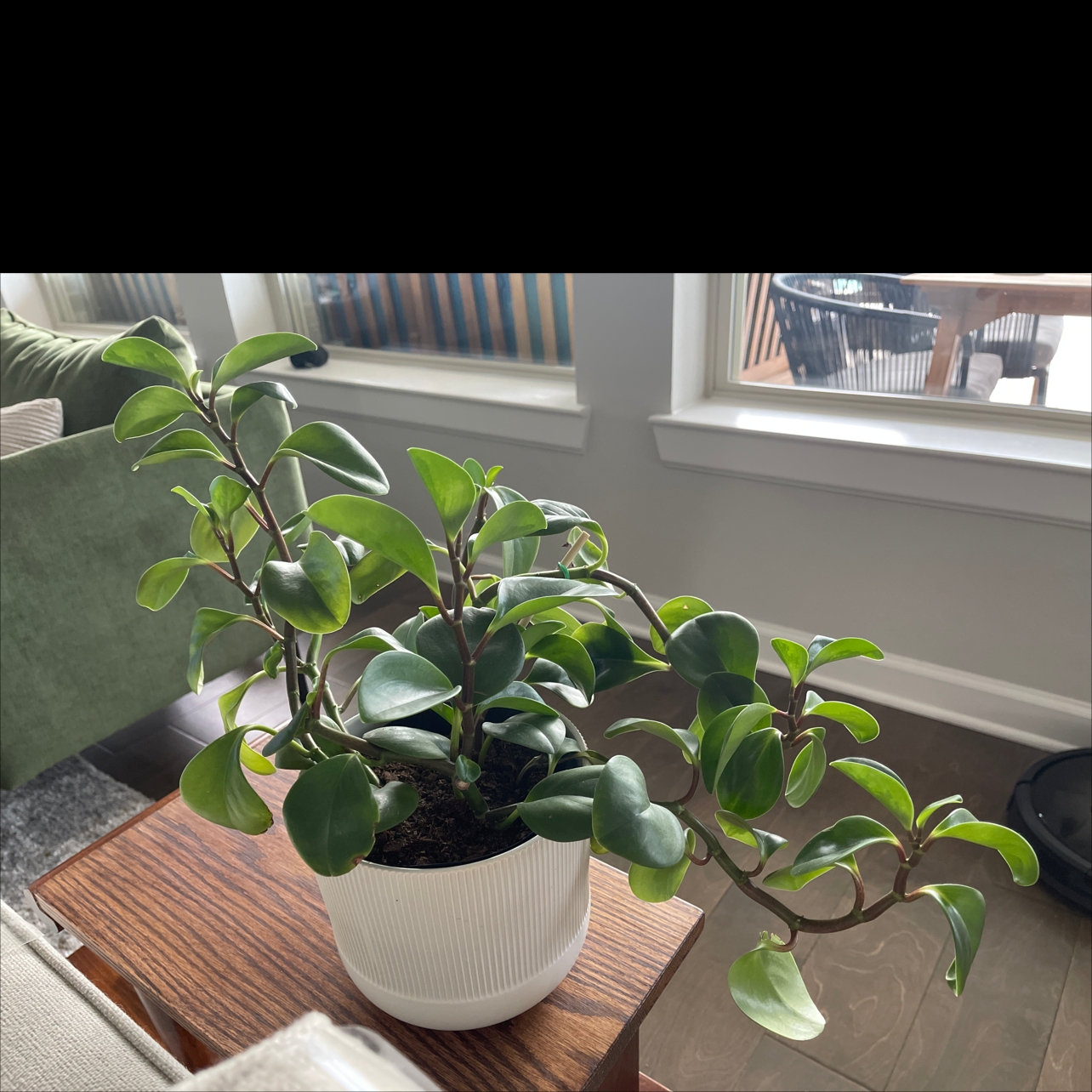 Healthy Beetle Peperomia plant in a white pot with green leaves, well-framed and centered.