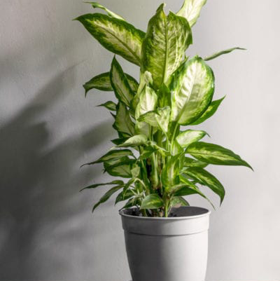 Dieffenbachia plant photo by Shaddai named Diffenbacia on Greg, the plant care app.