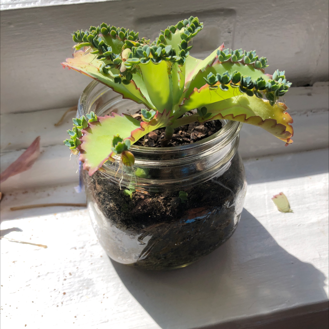 A healthy Mother of Thousands succulent plant growing in a glass jar, with visible plantlets along the leaf margins.