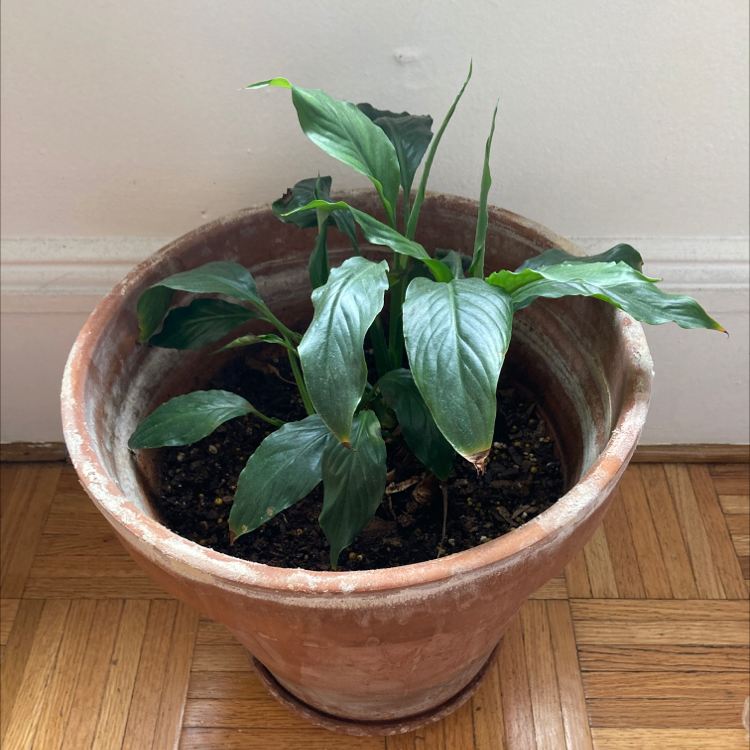 Peace Lily plant photo by @peacelilynina named Alonzo on Greg, the plant care app.