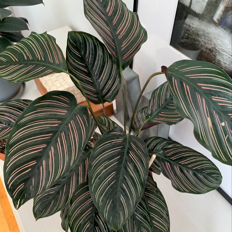 Healthy Pinstripe Calathea with dark green leaves and pinkish-white stripes.