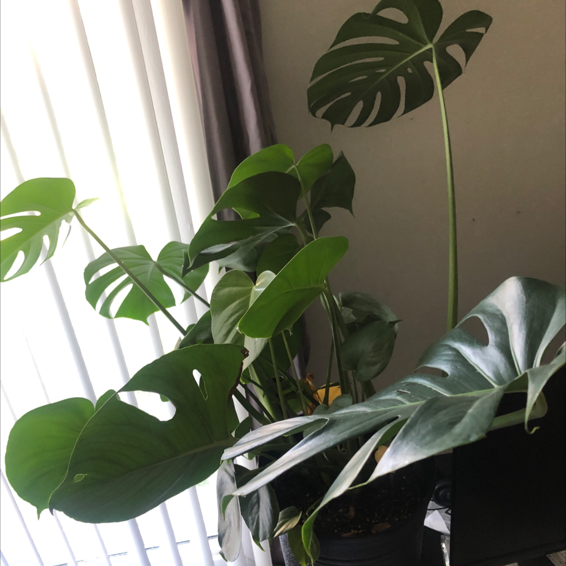 Monstera plant photo by Rhonda named NET on Greg, the plant care app.