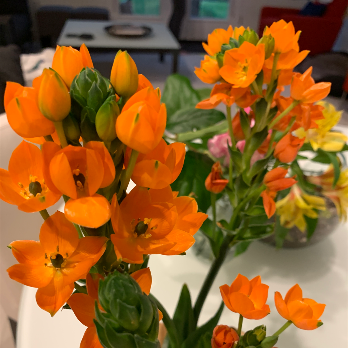 Vibrant orange Sun Star (Ornithogalum dubium) flowers in focus with other plants and indoor furniture in the background.