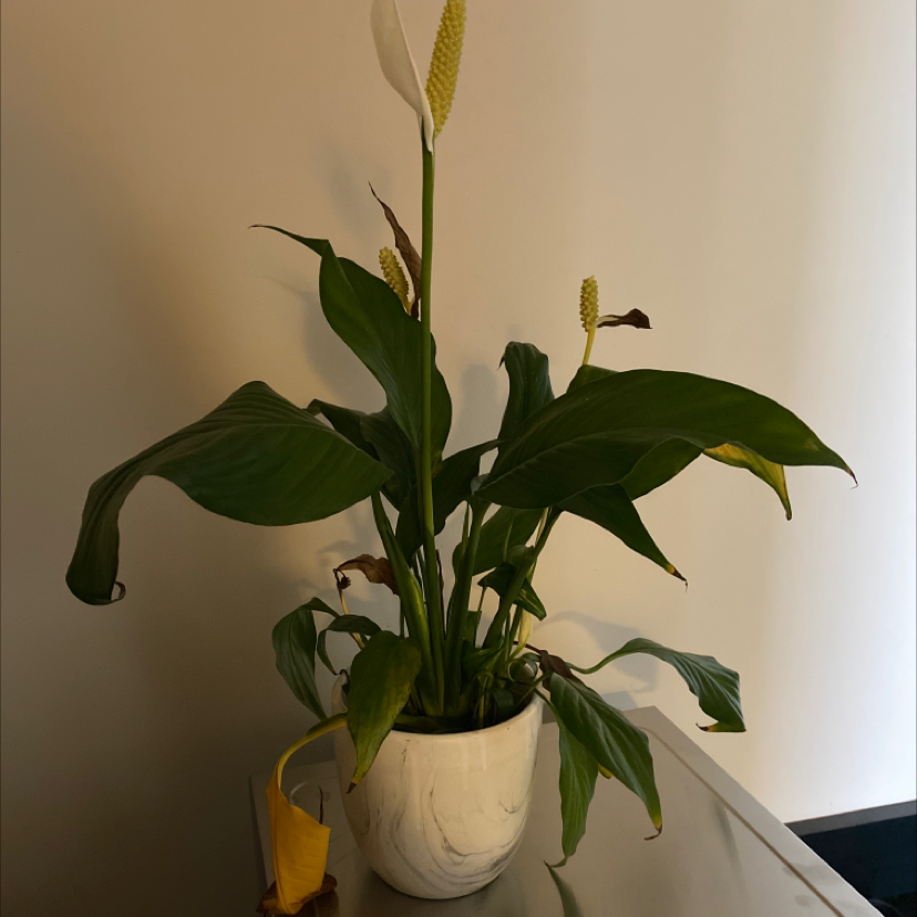 Peace Lily plant photo by Jessica named Difficult boi on Greg, the plant care app.