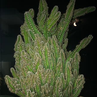 Fairy Castle Cactus plant in Guelph, Ontario