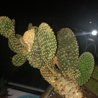 Bunny Ears Cactus plant in Guelph, Ontario