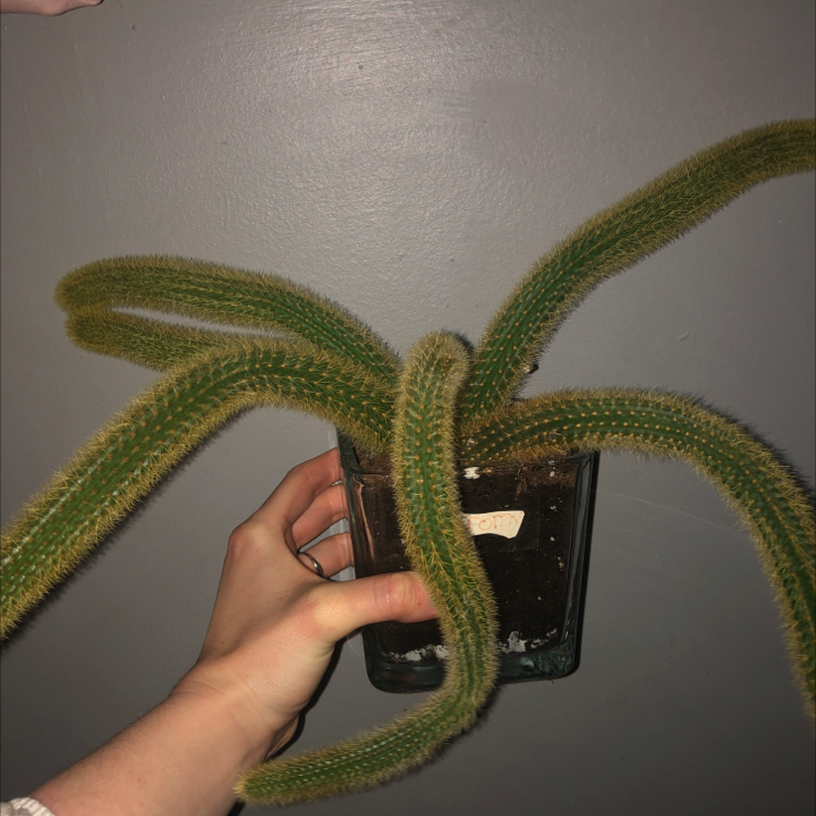 Photo of the plant species Rat Tail Cactus by @HopeDaMaren named Jeromy on Greg, the plant care app