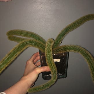 Rat Tail Cactus plant in Guelph, Ontario