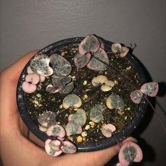 String of Hearts plant in Guelph, Ontario